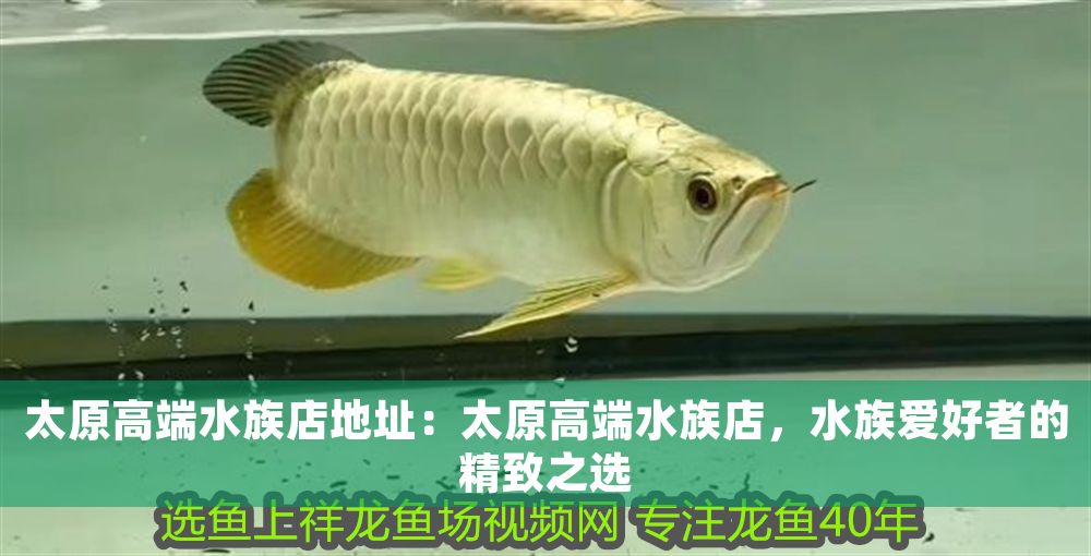 太原高端水族店地址：太原高端水族店，水族愛好者的精致之選