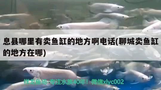 息縣哪里有賣魚缸的地方啊電話(聊城賣魚缸的地方在哪)