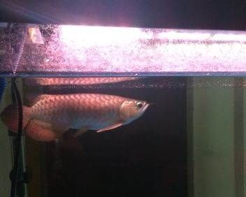 過背金龍第六排什么時候亮（如何判斷金龍魚是否是過背金龍魚）