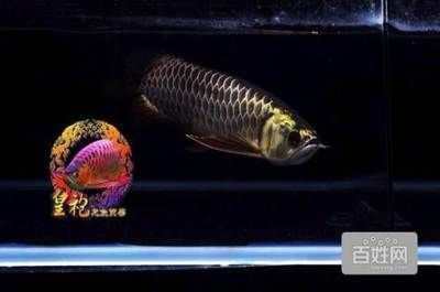 過背金龍第六排什么時候亮（如何判斷金龍魚是否是過背金龍魚）
