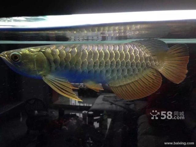過背金龍第六排什么時候亮（如何判斷金龍魚是否是過背金龍魚）