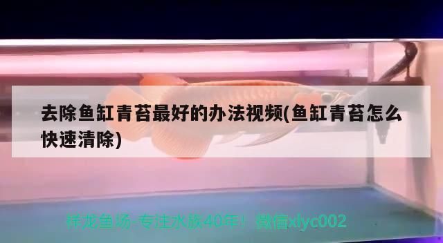關于魚缸換水的個人見解 關于魚缸換水的個人見解 觀賞魚百科 第2張