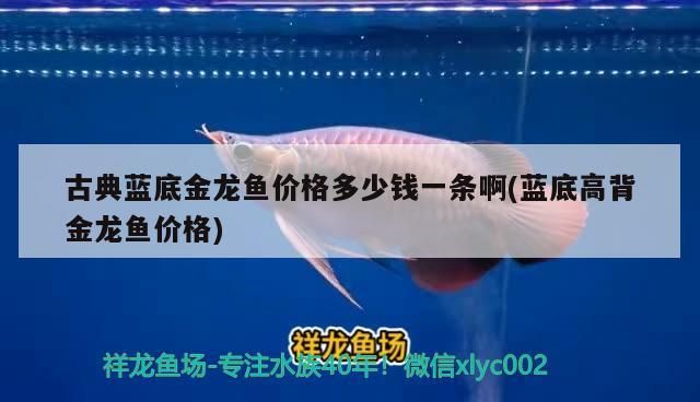 白子關刀魚:白子關刀和七彩燕能混養么