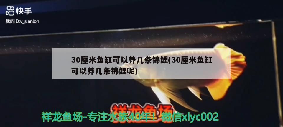 30厘米魚缸可以養幾條錦鯉(30厘米魚缸可以養幾條錦鯉呢)