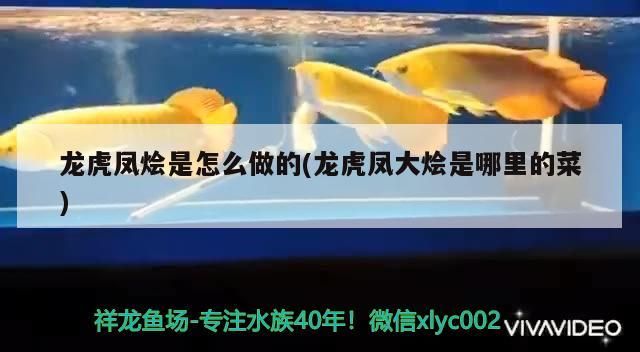 龍虎鳳燴是怎么做的(龍虎鳳大燴是哪里的菜)