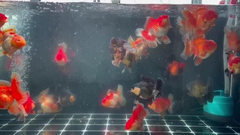 龍睛魚眼睛上有白色泡泡