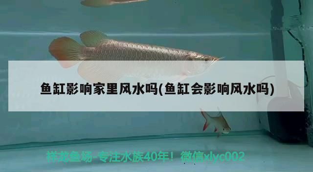魚缸影響家里風水嗎(魚缸會影響風水嗎) 魚缸影響家里風水嗎(魚缸會影響風水嗎) 觀賞魚百科