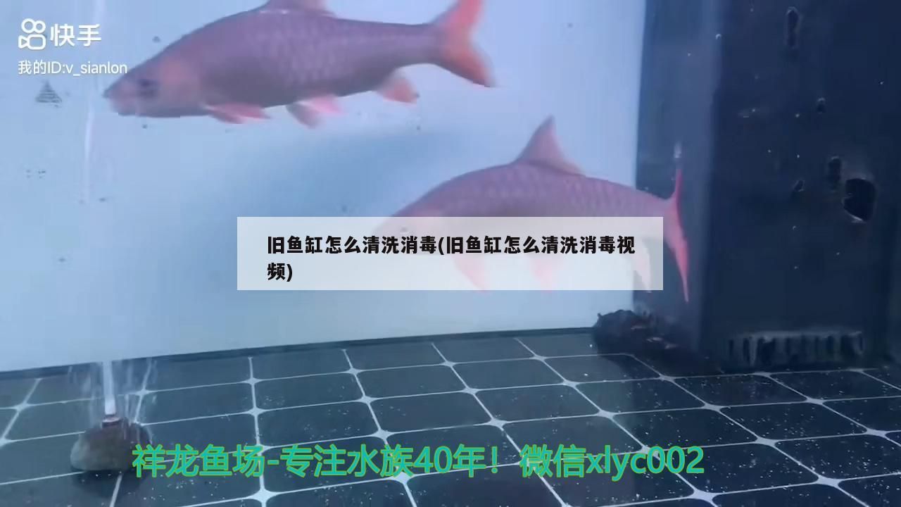 熱帶魚朱砂球（熱帶魚朱砂球怎么養）