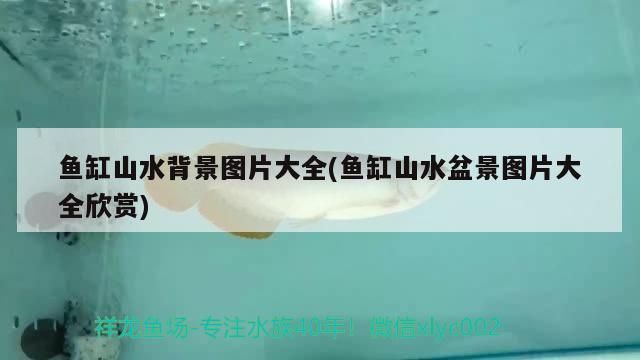 魚(yú)缸山水背景圖片大全(魚(yú)缸山水盆景圖片大全欣賞) 魚(yú)缸山水背景圖片大全(魚(yú)缸山水盆景圖片大全欣賞) 觀賞魚(yú)百科