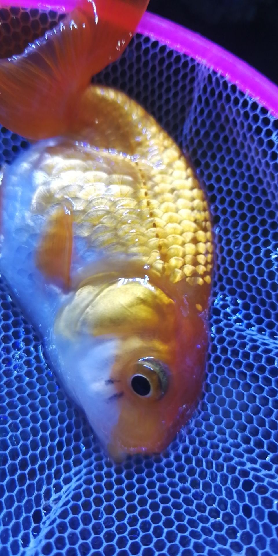 黃水魚缸怎么做好看又實(shí)用的(黃水魚缸怎么做好看又實(shí)用的圖片)