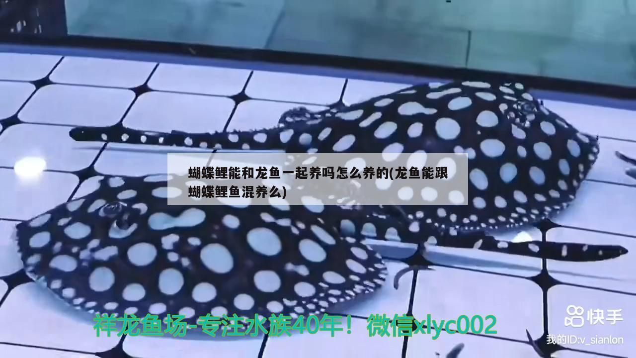 蝴蝶鯉能和龍魚一起養嗎怎么養的(龍魚能跟蝴蝶鯉魚混養么) 蝴蝶鯉能和龍魚一起養嗎怎么養的(龍魚能跟蝴蝶鯉魚混養么) 觀賞魚百科 第2張