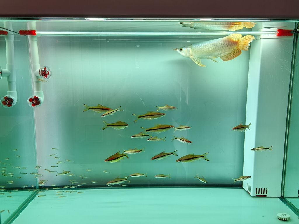 龍魚咬尾 龍魚咬尾 龍魚論壇