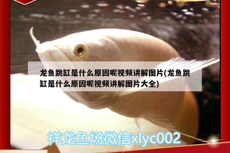 龍魚跳缸是什么原因呢視頻講解圖片(龍魚跳缸是什么原因呢視頻講解圖片大全) 龍魚跳缸是什么原因呢視頻講解圖片(龍魚跳缸是什么原因呢視頻講解圖片大全) 觀賞魚百科