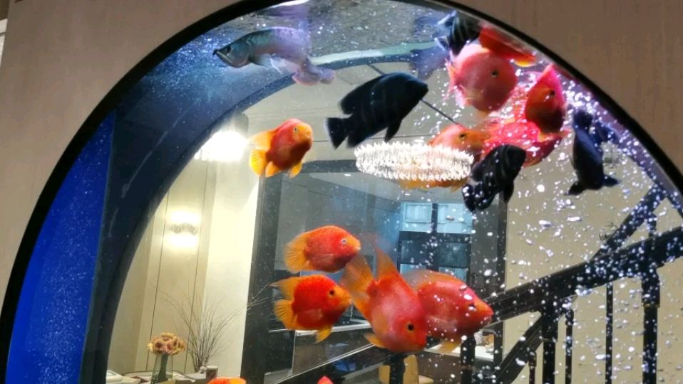 聊城水族館造浪 觀賞魚百科 第1張 聊城水族館造浪 聊城水族館造浪 觀賞魚百科 第1張
