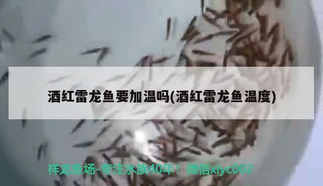 酒紅雷龍魚要加溫嗎(酒紅雷龍魚溫度) 酒紅雷龍魚要加溫嗎(酒紅雷龍魚溫度) 觀賞魚百科