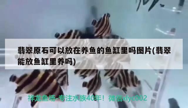 翡翠原石可以放在養(yǎng)魚的魚缸里嗎圖片(翡翠能放魚缸里養(yǎng)嗎)