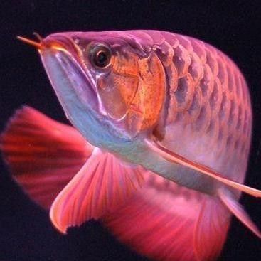 紅崗龍魚是什么魚
