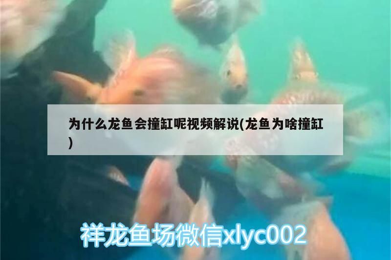 為什么龍魚會撞缸呢視頻解說(龍魚為啥撞缸) 為什么龍魚會撞缸呢視頻解說(龍魚為啥撞缸) 觀賞魚百科