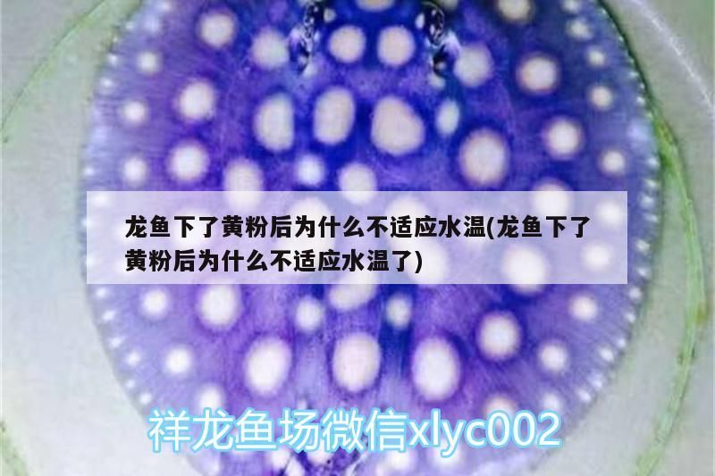 龍魚下了黃粉后為什么不適應水溫(龍魚下了黃粉后為什么不適應水溫了) 龍魚下了黃粉后為什么不適應水溫(龍魚下了黃粉后為什么不適應水溫了) 觀賞魚百科