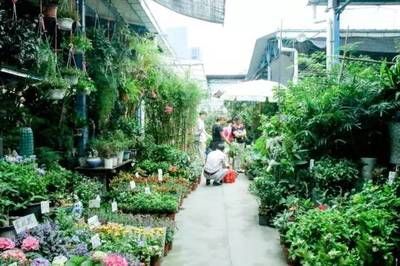 芳村花鳥市場有什么賣的：廣州芳村花鳥魚蟲大世界