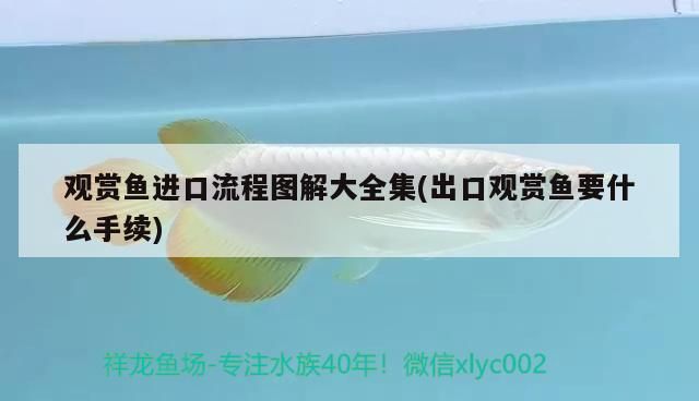 四平水族批發市場地址電話是多少啊（四平賣魚市場在哪里）
