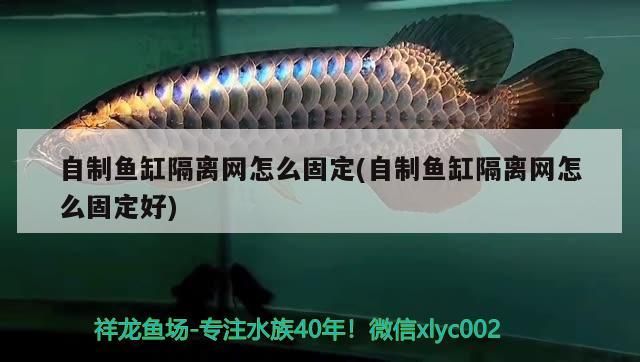 自制魚缸隔離網(wǎng)怎么固定(自制魚缸隔離網(wǎng)怎么固定好) 自制魚缸隔離網(wǎng)怎么固定(自制魚缸隔離網(wǎng)怎么固定好) 觀賞魚百科