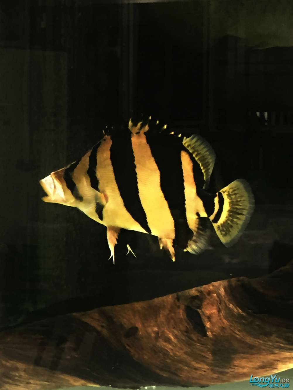四海水族泰國(guó)貿(mào)易邀你來(lái)拼魚(yú)+泰愛(ài)你