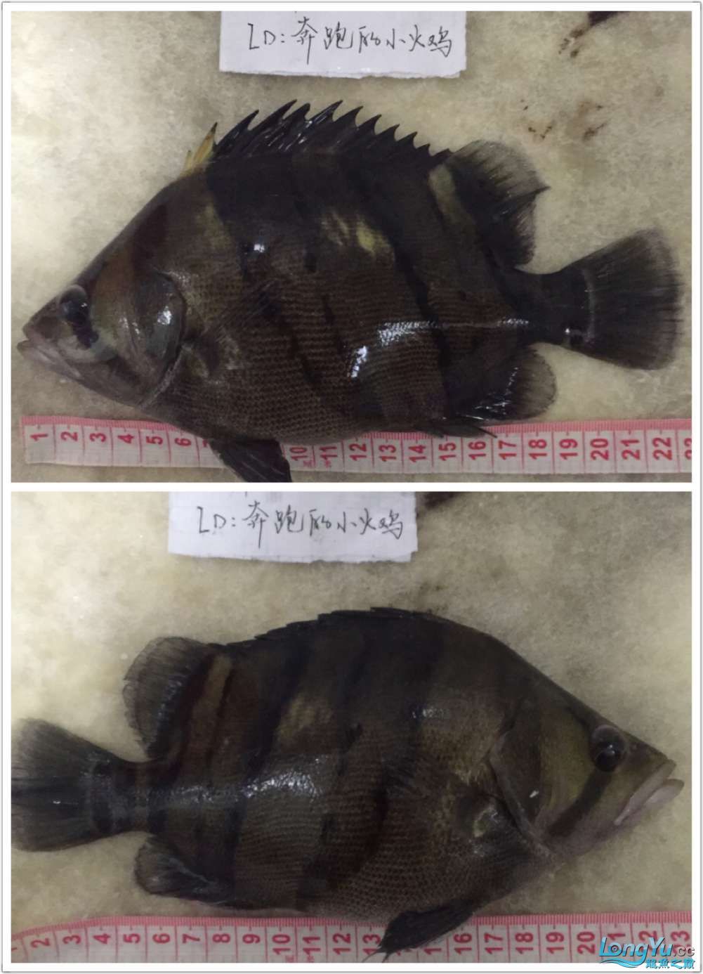 四海水族泰國(guó)貿(mào)易邀你來(lái)拼魚(yú)+泰愛(ài)你