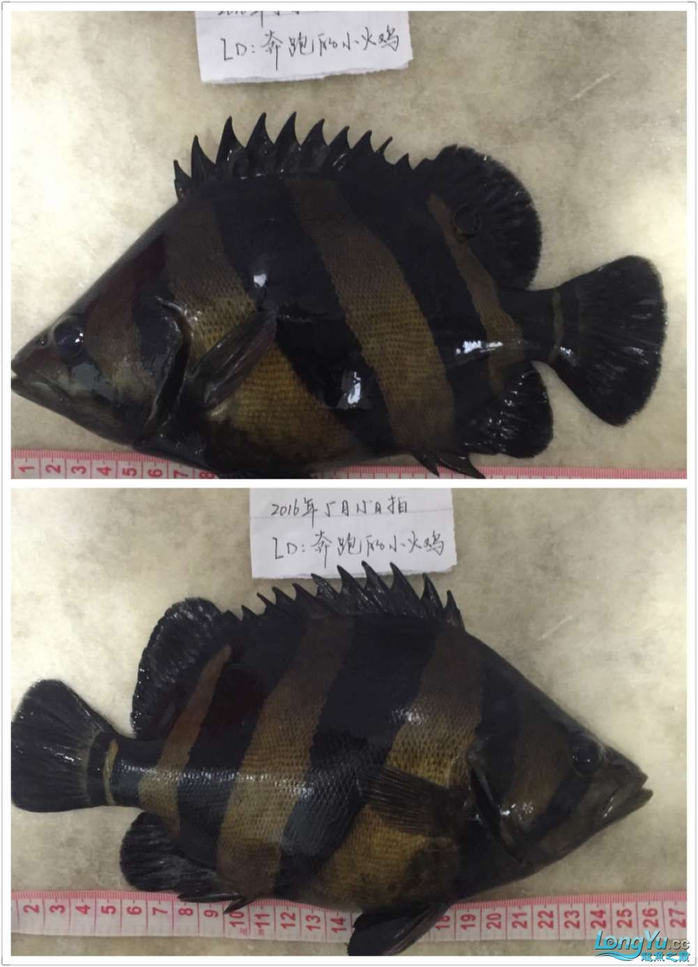 四海水族泰國(guó)貿(mào)易邀你來(lái)拼魚(yú)+泰愛(ài)你