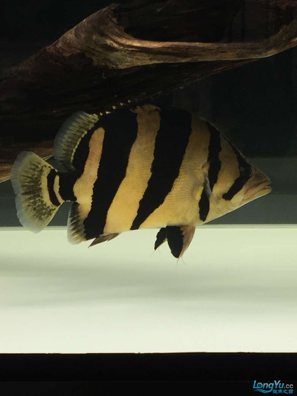 四海水族泰國(guó)貿(mào)易邀你來(lái)拼魚(yú)+泰愛(ài)你