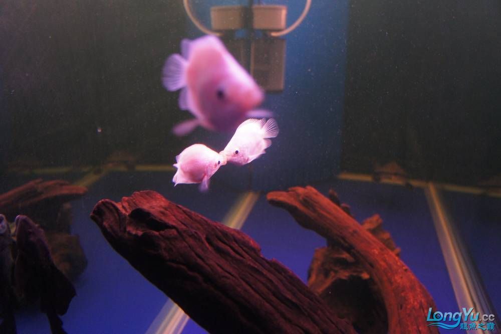七彩龍魚多少錢一條，七彩金龍魚價格表，七彩金龍魚多少錢一條？