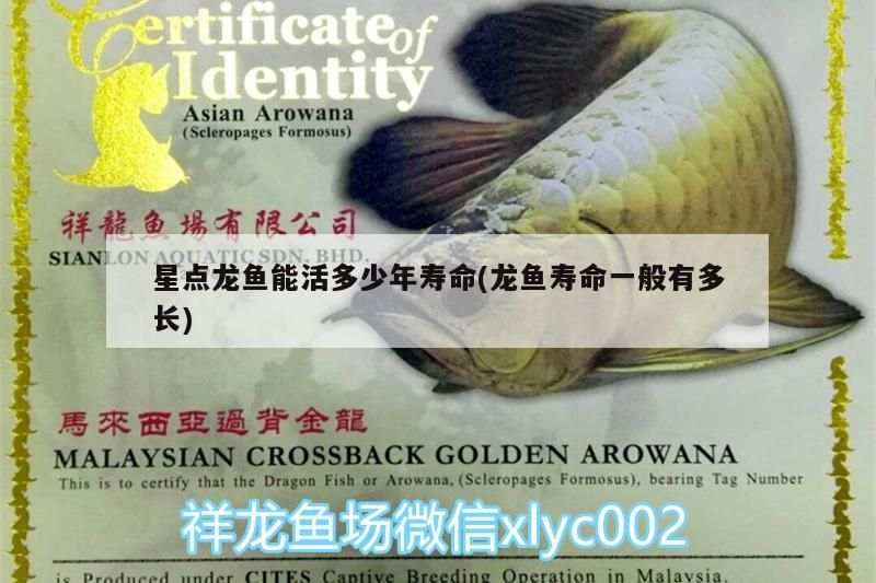 星點龍魚能活多少年壽命(龍魚壽命一般有多長) 星點龍魚能活多少年壽命(龍魚壽命一般有多長) 觀賞魚百科