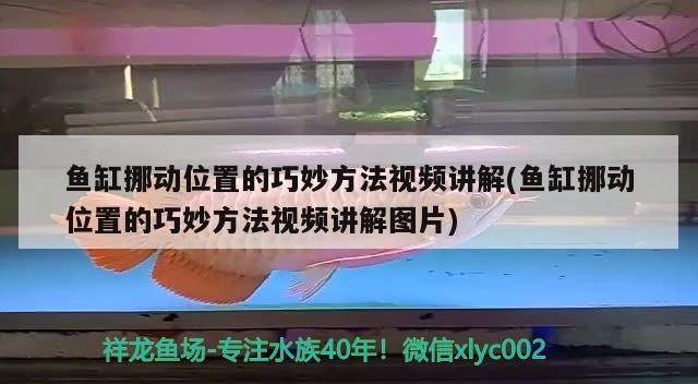魚缸挪動(dòng)位置的巧妙方法視頻講解(魚缸挪動(dòng)位置的巧妙方法視頻講解圖片) 魚缸挪動(dòng)位置的巧妙方法視頻講解(魚缸挪動(dòng)位置的巧妙方法視頻講解圖片) 觀賞魚百科