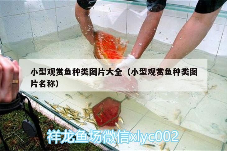 小型觀賞魚種類圖片大全（小型觀賞魚種類圖片名稱）