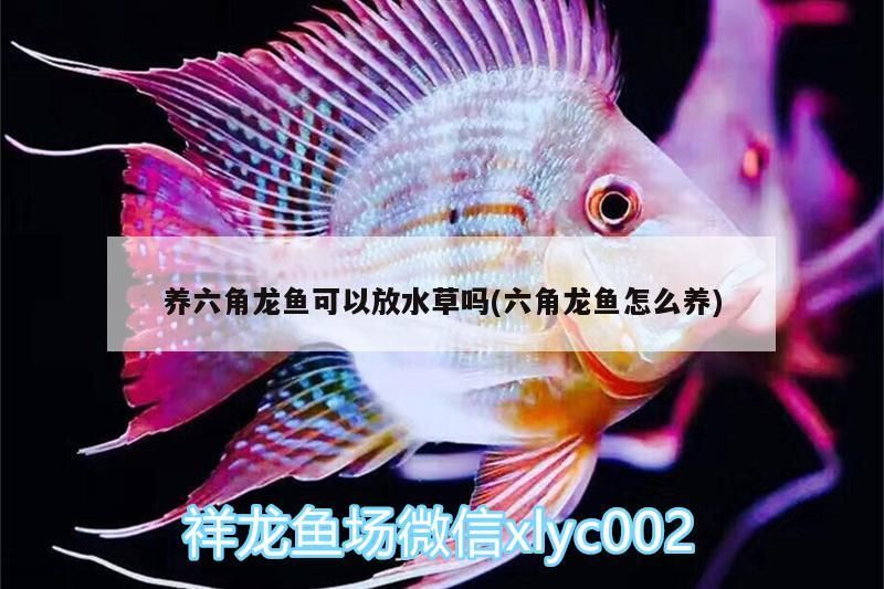 養(yǎng)六角龍魚可以放水草嗎(六角龍魚怎么養(yǎng)) 養(yǎng)六角龍魚可以放水草嗎(六角龍魚怎么養(yǎng)) 觀賞魚百科