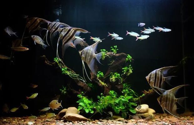 龍魚跳缸是什么征兆啊視頻（龍魚跳缸是什么征兆啊視頻講解）