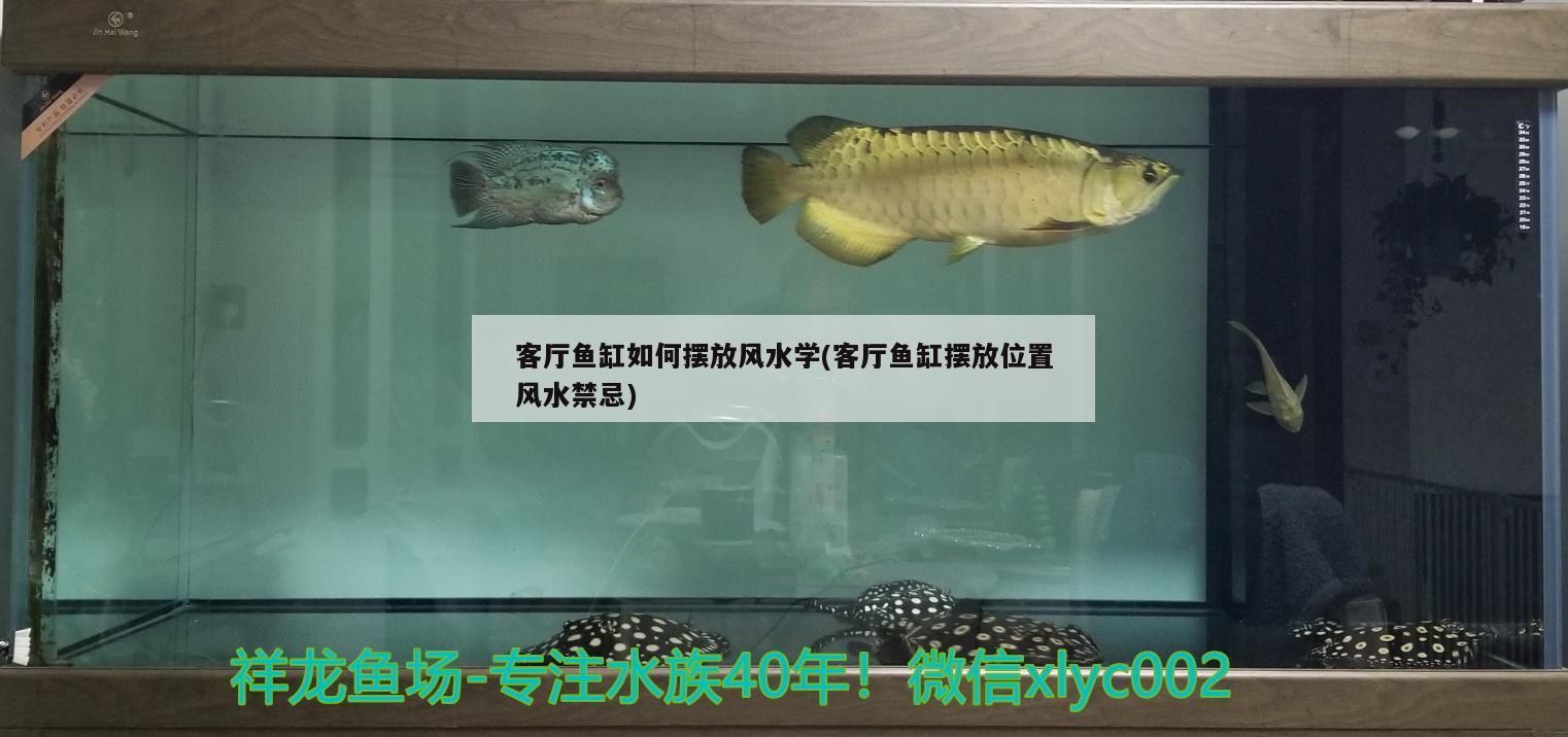 客廳魚缸如何擺放風水學(客廳魚缸擺放位置風水禁忌) 客廳魚缸如何擺放風水學(客廳魚缸擺放位置風水禁忌) 觀賞魚百科