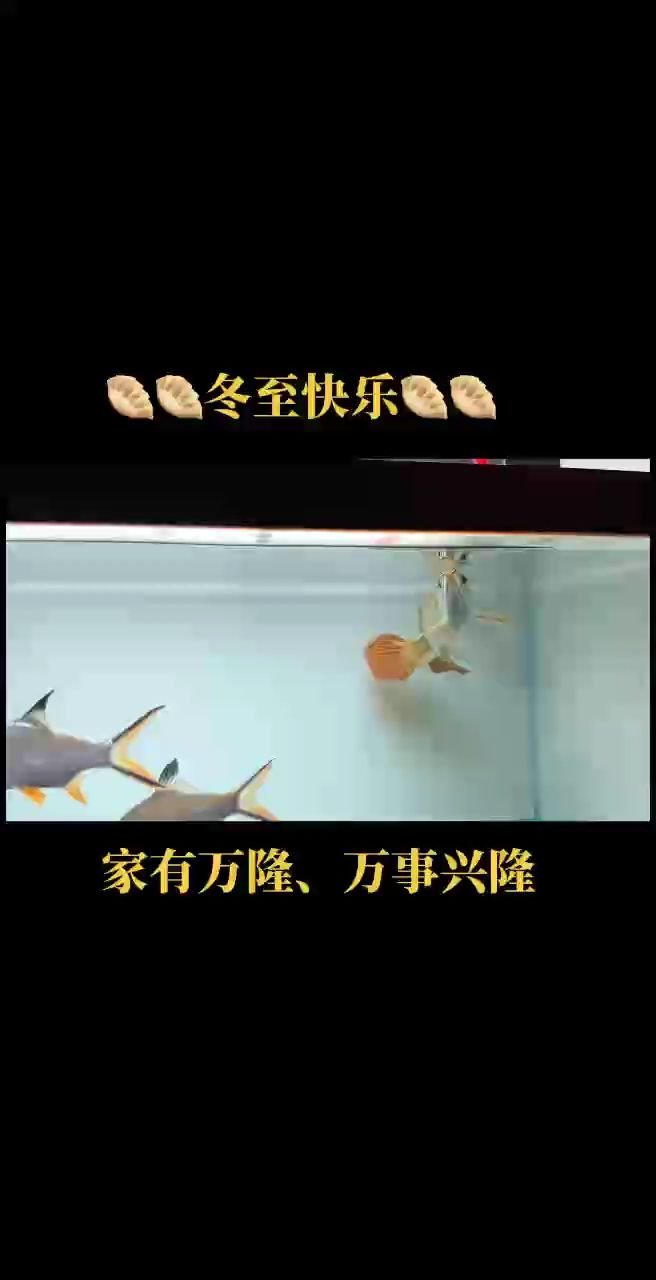 超冠F2“兇巴巴”同窩～～純純的小鋼炮一枚，狀態(tài)炸天！！！ 天鉤手，尾巴重疊，硬骨魚?? 老版型翹頭，鼻孔朝天，霸氣側(cè)漏！ 萬隆天王超冠F2血統(tǒng)（蘇呵德爾河域出品） 印尼????蘇呵德爾紅龍魚三大特點(diǎn)： 1??體型大 2??鯁骨硬 3??發(fā)色紅 #萬隆天王紅龍 #龍魚 #觀賞魚 #紅龍