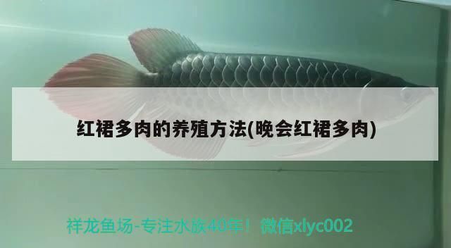 魚缸過濾器選購指南:自制魚缸過濾器魚缸上置過濾器對于養(yǎng)魚愛好者的必備知識 紅裙多肉的養(yǎng)殖方法(晚會紅裙多肉) 觀賞魚百科 紅裙多肉的養(yǎng)殖方法(晚會紅裙多肉) 紅裙多肉的養(yǎng)殖方法(晚會紅裙多肉) 觀賞魚百科
