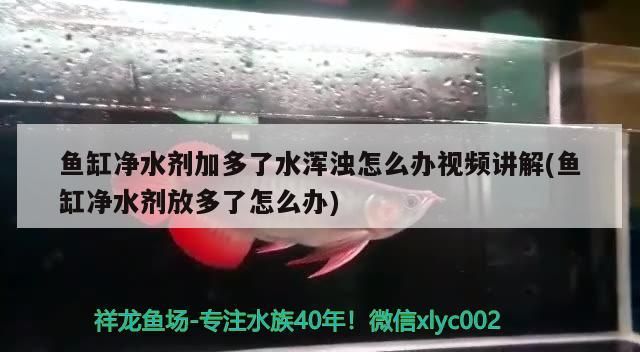 石家莊龍魚掉眼手術(shù)醫(yī)院電話是多少：石家莊龍魚掉眼手術(shù)醫(yī)院電話是多少號