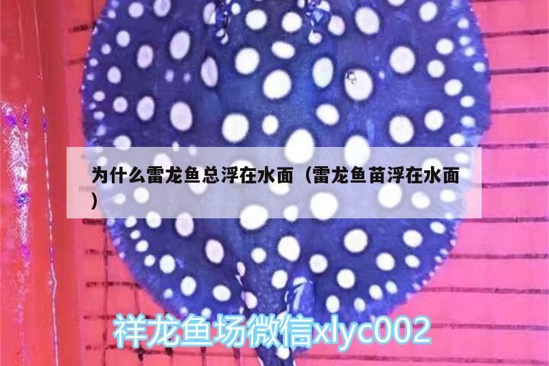為什么雷龍魚總浮在水面（雷龍魚苗浮在水面） 為什么雷龍魚總浮在水面（雷龍魚苗浮在水面） 觀賞魚百科