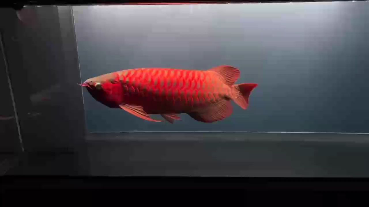 冬至歡愉