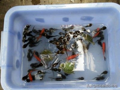 百藝城花鳥魚蟲營業時間是幾點：百藝城花鳥魚蟲市場最新營業時間