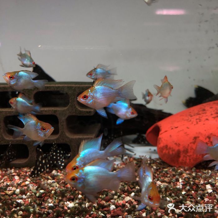 百藝城花鳥魚蟲營業時間是幾點：百藝城花鳥魚蟲市場最新營業時間