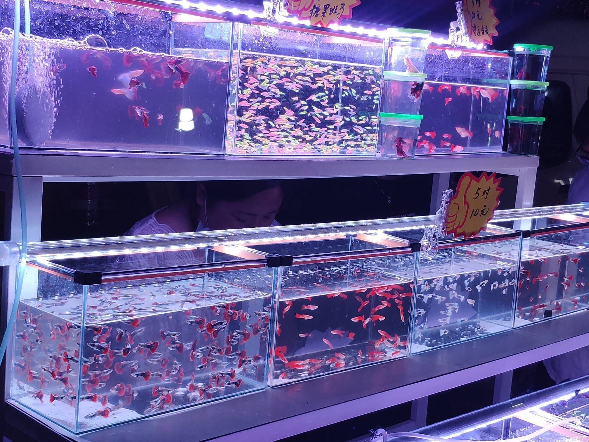 百藝城花鳥魚蟲營業時間是幾點：百藝城花鳥魚蟲市場最新營業時間