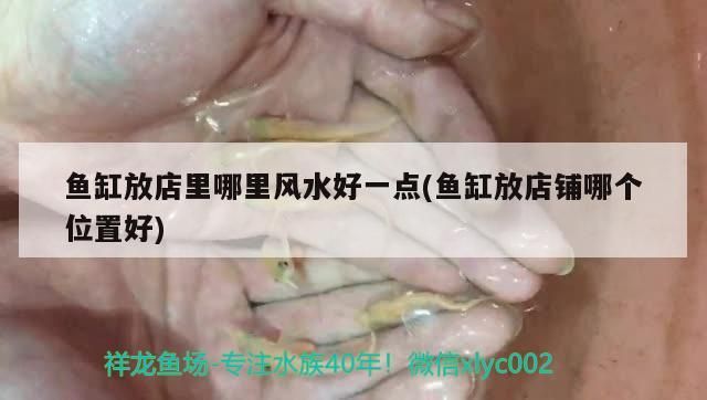 魚缸放店里哪里風水好一點(魚缸放店鋪哪個位置好)