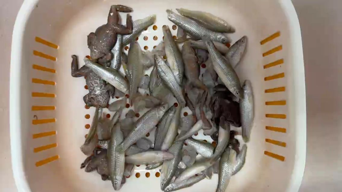 龍魚飼養(yǎng)喂食指南 龍魚飼養(yǎng)喂食指南 龍魚論壇