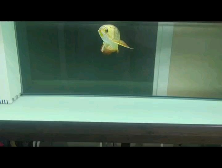 新到家的小虎魚 濾材用7年還有效果嗎 龍魚論壇 濾材用7年還有效果嗎 濾材用7年還有效果嗎 龍魚論壇
