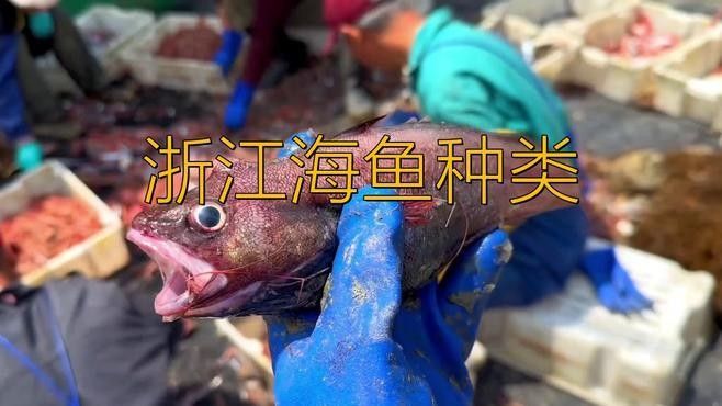 浙江魚類品種大全