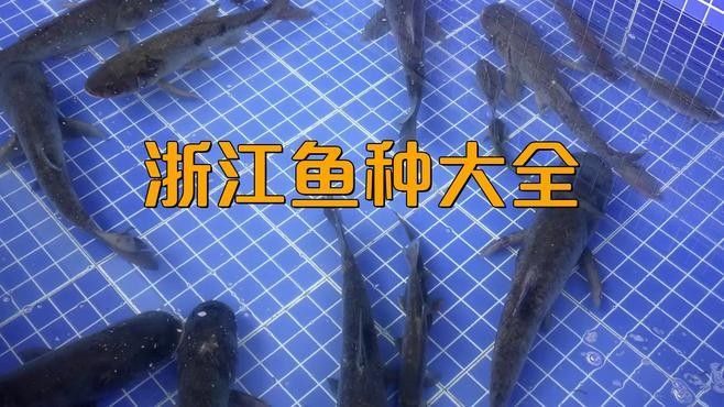 浙江魚類品種大全